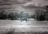 Horse Grazing in Field Poster Print by Carol Highsmith - Item # VARBLL0587558539