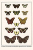 Nymphalidae, Pyrrhogyra, naearea, Vindula arsonoe, Pieridae, Colias, Satyridae, Aeropetus tulbaghia, Euploaea midamus Poster Print by Albertus  Seba - Item # VARBLL0587298634