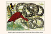 Python regius, Pythonj reticulatus, Eudocimus ruber, Trichixos pyrrophyga Poster Print by Albertus  Seba - Item # VARBLL0587296852