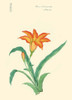 Japanese print of Drawing shows large orange blossom and long leaves of a day lily identified as a Hemerocallis fulva var. no-kanzou or a Hemerocallis fulva var. kwanso Poster Print by Megata Morikaga - Item # VARBLL0587419083