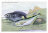 Lithographs of British fish done for Sir William Jardine and his naturalist library publications. Poster Print by Robert Hamilton - Item # VARBLL0587092947