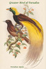 Paradisea Apoda - Greater Bird of Paradise Poster Print by John  Gould - Item # VARBLL0587320435