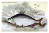 Lithographs of the fish of Guiana done for Sir William Jardine and his naturalist library publications. Poster Print by Robert H. Schomburgk - Item # VARBLL058708989x