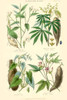 Plants used as food. Arrow Root, Cassava, Yam, Sweet Potato Poster Print by William  Rhind - Item # VARBLL0587322527