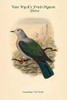Carpophaga Van-Wyckii - Van Wyck's Fruit-Pigeon - Dove Poster Print by John  Gould - Item # VARBLL0587319720