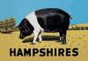 A metal sign often seen in Midwest farming communities advertising hog breeds. Poster Print by Anonymous - Item # VARBLL0587046775