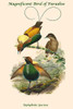 Diphyllodes Speciosa -Magnificent Bird of Paradise Poster Print by John  Gould - Item # VARBLL0587320303