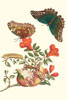 (1) Pomegranate Branch; Hawkmoth Banded Sphinx; Menelaus Blue Morpho Butterfly; Punica Granatum; Morpho menelaus Poster Print by Maria Sibylla  Merian - Item # VARBLL0587287276