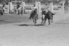 Bulldogging at the rodeo in Miles City, Montana Poster Print by Arthur Rothstein - Item # VARBLL0587331240