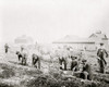 Harvesting sweet potatoes at Claflin University, Orangeburg, South Carolina Poster Print - Item # VARBLL058763507x