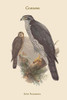 Astur Palumbarius - Goshawk Poster Print by John  Gould - Item # VARBLL0587313773