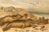 Seals.  High quality vintage art reproduction by Buyenlarge.  One of many rare and wonderful images brought forward in time.  I hope they bring you pleasure each and every time you look at them. Poster Print by F.W.  Kuhnert - Item # VARBLL058716615L
