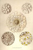 amoeboid holoplanktonic protozoans called Radiolaria with mineral skeleton with an inner endoplasm and ectoplasm Poster Print by Ernst  Haeckel - Item # VARBLL058764501L