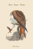 Milvus Regalis - Kite - Glead - Hobby Poster Print by John  Gould - Item # VARBLL0587313803