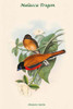 Harpactes Rutilus - Malacca Trogon Poster Print by John  Gould - Item # VARBLL058731866x