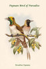 Paradisea Papuana - Papuan Bird of Paradise Poster Print by John  Gould - Item # VARBLL0587320451