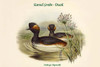 Podiceps Nigricollis - Eared Grebe - Duck Poster Print by John  Gould - Item # VARBLL0587320222