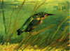 Kingfisher Poster Print
