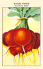 Round hat scarlet radish Poster Print by unknown - Item # VARBLL0587409258