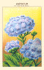 Mexican ageratum Poster Print by unknown - Item # VARBLL0587409827