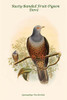 Gymnophaps Poecilorrhoa - Rusty-Banded Fruit-Pigeon - Dove Poster Print by John  Gould - Item # VARBLL0587319607