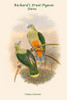 Ptilopus Richardsi - Richard's Fruit-Pigeon - Dove Poster Print by John  Gould - Item # VARBLL0587319674