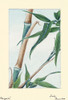 Japanese print of Drawing shows stalk and leaves of the take bamboo plant. Poster Print by Megata Morikaga - Item # VARBLL0587418915