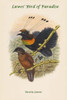 Parotia Lawesi - Lawes' Bird of Paradise Poster Print by John  Gould - Item # VARBLL0587320516