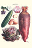 Vegetables; Raddish, cabbage, potato, and cucumber.  Illustration from a famous French seed catalog and the vegetables that can be grown. Poster Print by Philippe-Victoire Lev_que  de Vilmorin - Item # VARBLL0587286172