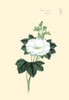 Japanese print of Drawing shows stalk with white blossom and leaves of a plant identified as a trillium, commonly known as tachi aoi, though this drawing does not resemble that plant Poster Print by Megata Morikaga - Item # VARBLL0587419016