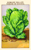 Romain lettuce Poster Print by unknown - Item # VARBLL0587408855