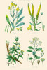 Plants used in dyeing. Woad, Weld, Madder, Sumach Poster Print by William  Rhind - Item # VARBLL0587322632