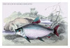 Lithographs of the fish of Guiana done for Sir William Jardine and his naturalist library publications. Poster Print by Robert H. Schomburgk - Item # VARBLL0587089873