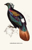 Lophophorus Impeyanus-A Century of Birds from the Himalaya Mountains-John Gould & Wm. Hart Poster Print by John Gould - Item # VARBLL0587392957