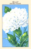 Double white carnation Poster Print by unknown - Item # VARBLL0587409991