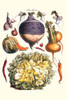 Vegetables; peppers, onion, raddish, tubers, pumpkin, & lettuce.  Illustration from a famous French seed catalog and the vegetables that can be grown. Poster Print by Philippe-Victoire Lev_que  de Vilmorin - Item # VARBLL0587286083