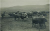 Cattle With Cowboys In Fenced Area Weiser, Idaho 1890S - This Large Photograph Of Cowboys On Horseback Tending To Cattle Poster Print by D. Marsh - Item # VARBLL0587401958