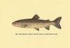 Charles Zibeon Southard penned a book about Trout fishing in America and this illustration showed one of the species. Poster Print by H.H. Leonard - Item # VARBLL0587023023