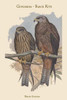 Milvus Govinda - Govianda - Black Kite Poster Print by John  Gould - Item # VARBLL058731365x