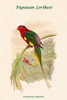 Charmosyna Papuensis - Papauan Lorikeet Poster Print by John  Gould - Item # VARBLL0587317825