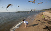 Will Manning plays with the birds at a beach on Mobile Bay in Fairhope, Alabama Poster Print by Carol Highsmith - Item # VARBLL0587558474