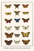 Arctiidae, Nymphalidae, Papilionidae, Marpesia chiron, Arctiinae, Parides, Charaxes varanes, Daleschallia bisaltide, Samis anacardi, Poster Print by Albertus  Seba - Item # VARBLL0587298774
