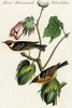 Hand-colored aquatint engraving by R. Havell from the first edition of The Birds of America. Poster Print by John James  Audubon - Item # VARBLL058764666L