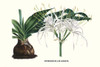 Hymenocallis adnata, tropical America, lily family Poster Print by Louis Benoit  Van Houtte - Item # VARBLL058712985L