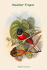 Harpactes Fasicatus - Malabar Trogon Poster Print by John  Gould - Item # VARBLL0587318732