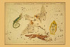 Astronomical chart showing a swan, a lyre, a lizard, and a fox killing a goose forming the constellations. Poster Print by Aspin Jehosaphat - Item # VARBLL0587232102