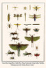 Tipulidae, Odanta, Trichoptera, Apocrita, Dytiscidae, Ephemeroptera, Orthoptera, Poster Print by Albertus  Seba - Item # VARBLL0587298952