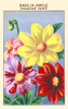 Simple Dahlia Poster Print by unknown - Item # VARBLL0587409797