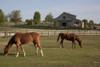 Horses Graze on Farmland in Rural Alabama Poster Print by Carol Highsmith - Item # VARBLL0587558849