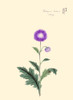 Japanese print of Drawing shows stalk with purple blossom and leaves of a Japanese plumed thistle. Poster Print by Megata Morikaga - Item # VARBLL0587418982